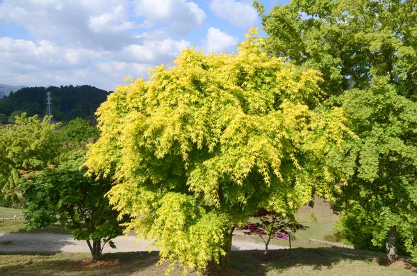 Acer Palmatum Katsura 巴斯克地区大学植物园 西班牙莱奥亚 — 图库照片