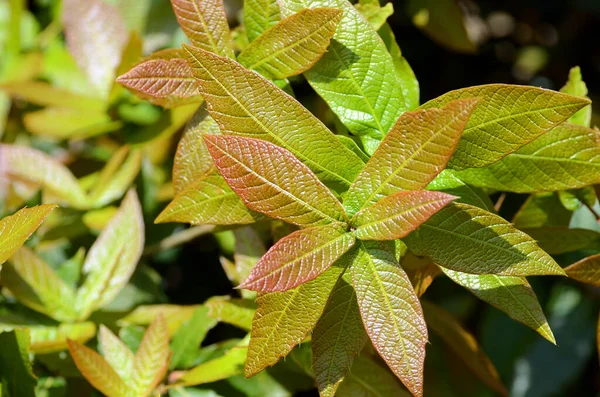 Quercus rysophylla. Bask Ülkesi Üniversitesi 'nin botanik bahçesi. Leioa, İspanya