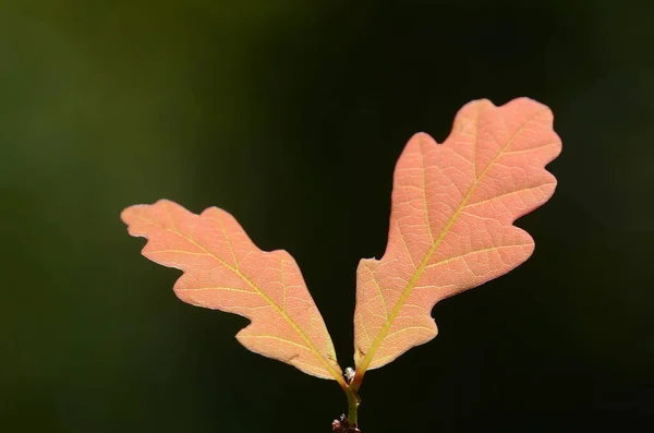 Młode Liście Dębu Quercus Pedunculata Ciemnym Tle — Zdjęcie stockowe