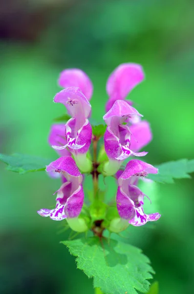 Şifalı bitkiler: Lamium maculatum çiçeklerinin ayrıntıları