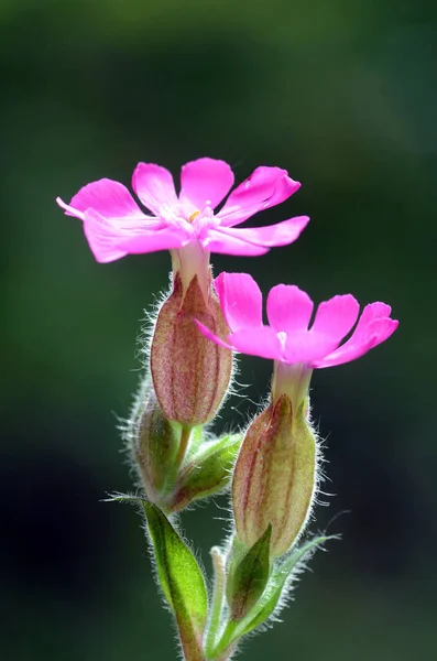 Kırmızı campion çiçeklerinin ayrıntıları (Silene dioica)