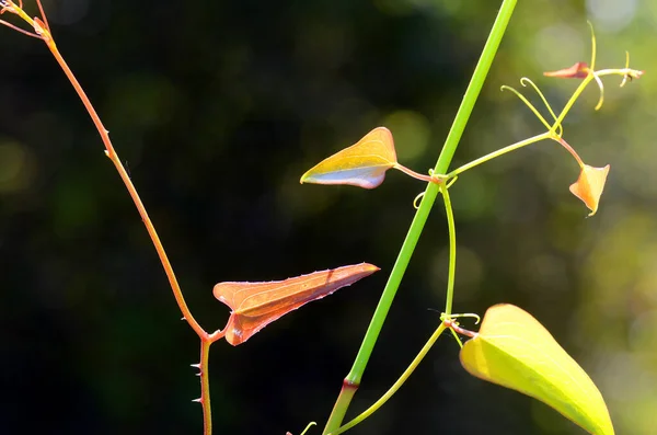 Листья Обыкновенной Смайлики Smilax Aspera Против Света — стоковое фото