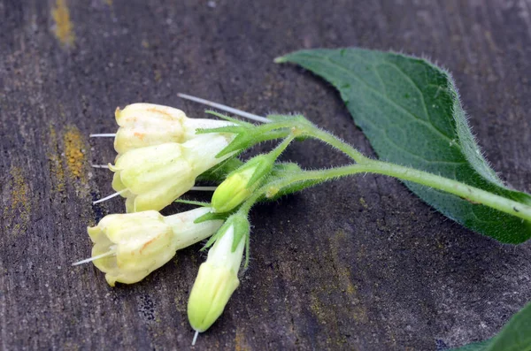 Gyógynövények Gümölcsös Comfrey Symphytum Tuberosum Virágok Fán — Stock Fotó