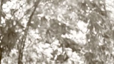 Tek renkli güneş ışığıyla bulanık ağaç, akşam Chiangmai Tayland 'da..