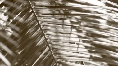 Sabahları Chiangmai Tayland 'da, tek renkli ağaç yaprakları.