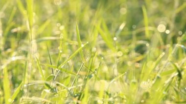 Tayland 'ın Chiangmai bölgesindeki çimlerin manzarası