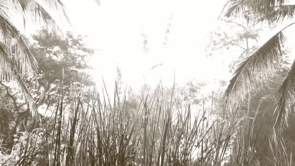 View Grasses Monochrome Countryside Chiangmai Province Thailand — Stock Video