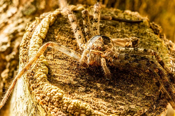 Fermer Araignée Sur Arbre Extérieur Chiangmai Thaïlande Images De Stock Libres De Droits