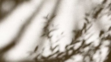 Duvarda tek renkli bir gölge bırakıyor, dışarıda Chiangmai Tayland 'da. 