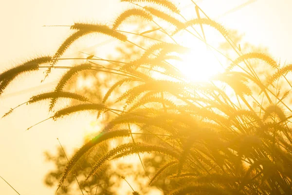 Vue Sur Les Herbes Dans Champ Campagne Chiangmai Province Thaïlande Images De Stock Libres De Droits