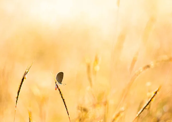 Little Butterfly Holding Grass Field Countryside Chiangmai Province Thailand 图库图片