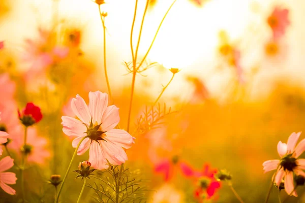 Cosmos Flowers Garden Lumphun Province Thailand — Zdjęcie stockowe