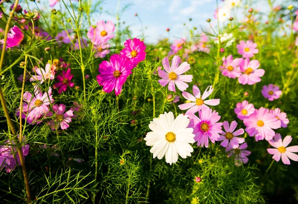 Cosmos Flowers Garden Lumphun Province Thailand — Zdjęcie stockowe