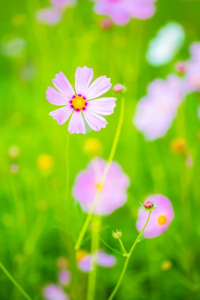 Cosmos Flowers Garden Lumphun Province Thailand — Zdjęcie stockowe