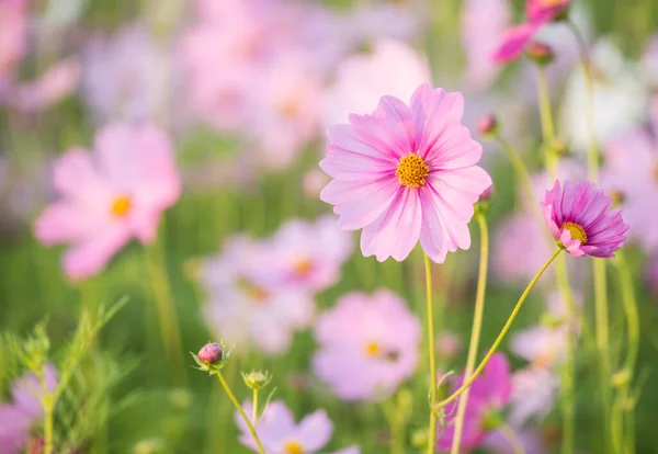 Cosmos Flowers Garden Lumphun Province Thailand — Zdjęcie stockowe