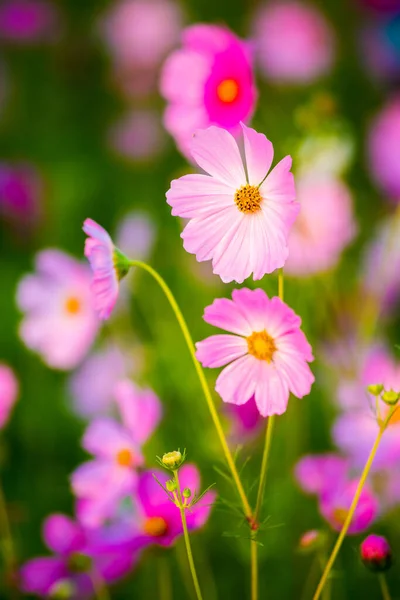 Cosmos Flowers Garden Lumphun Province Thailand Royalty Free Stock Images