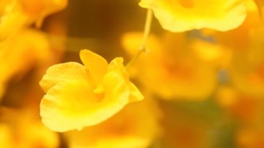 Dendrobium Lindleyi Steud, Chiangmai Tayland 'ı kapatın.