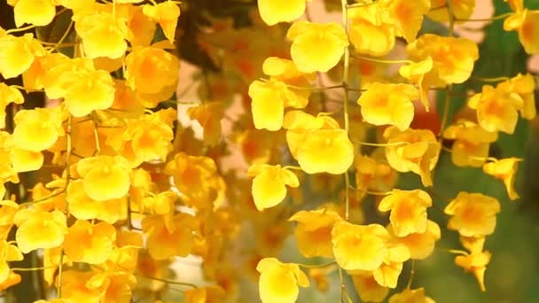 Großaufnahme Dendrobium Lindleyi Steud Chiangmai Thailand — Stockvideo