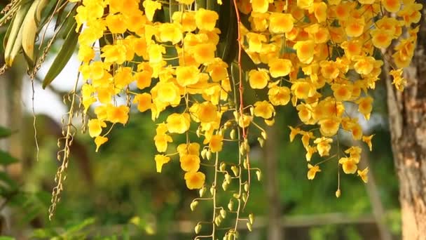 Großaufnahme Dendrobium Lindleyi Steud Chiangmai Thailand — Stockvideo