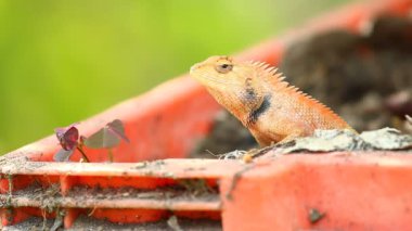 Plastik sandıkta kertenkele, dışarıda Chiangmai Tayland
