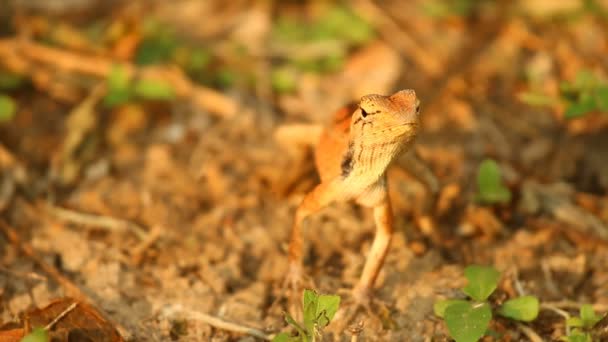 蜥蜴站在地上 外面是泰国清迈 — 图库视频影像