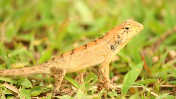 Lizard Στέκεται Στο Έδαφος Έξω Από Την Πόρτα Chiangmai Ταϊλάνδη — Αρχείο Βίντεο