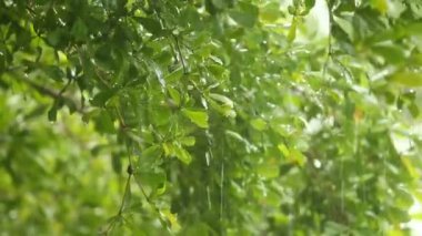 Öğlen Chiangmai Tayland 'da, yağmur yağarken ağaçlara yağmur yağar.