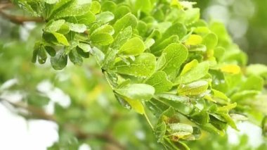 Öğlen Chiangmai Tayland 'da, yağmur yağarken ağaçlara yağmur yağar.