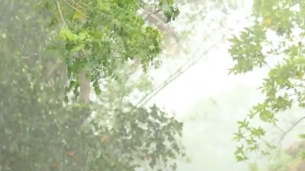 Árvores Estão Movendo Rápido Enquanto Chuva Tempestade Porta Fora Chiangmai — Vídeo de Stock