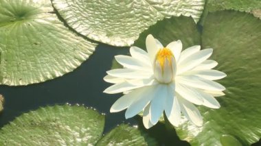 Gölette güzel lotus, dışarıda Chiangmai Tayland