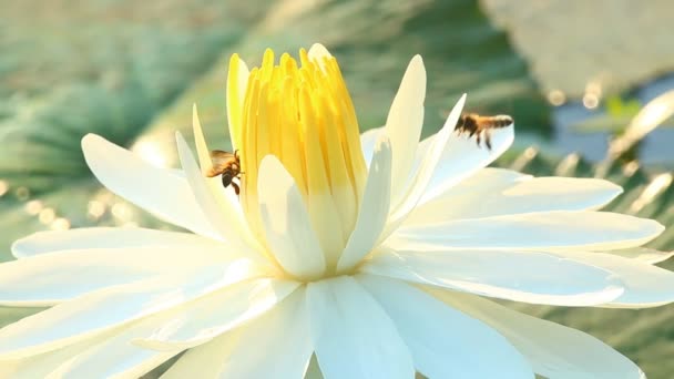 Beau Lotus Dans Étang Extérieur Chiangmai Thaïlande — Video