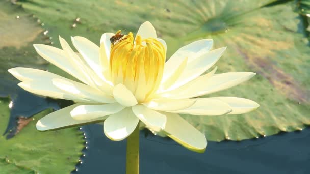 Schöne Lotusblume Teich Freien Chiangmai Thailand — Stockvideo