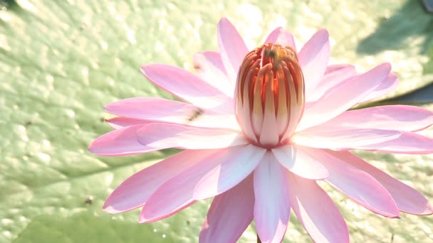 Vacker Lotus Damm Utomhus Chiangmai Thailand — Stockvideo