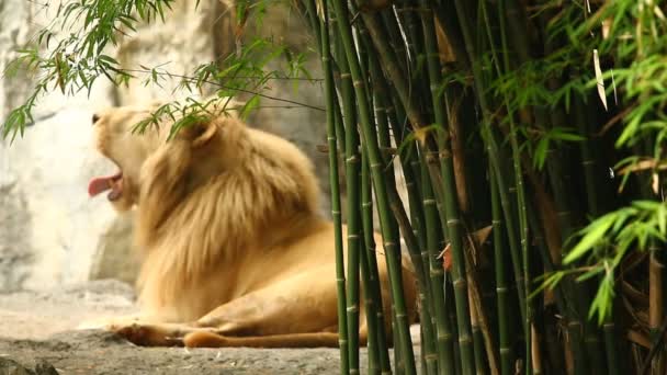 Θολή Μεγάλο Αρσενικό Λιοντάρι Είναι Ξαπλωμένος Chiangmai Ταϊλάνδη — Αρχείο Βίντεο