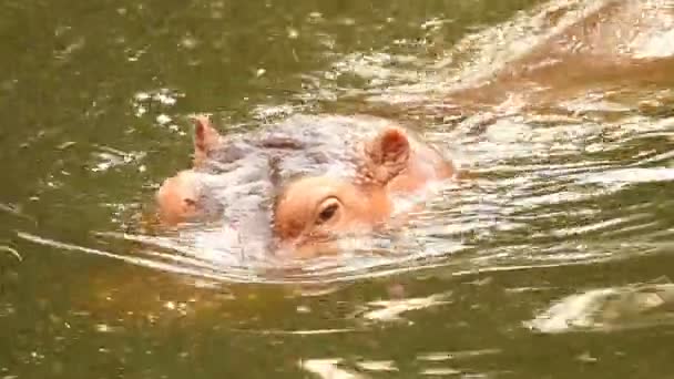 Close Nijlpaard Zwemt Het Zwembad Chiangmai Thailand — Stockvideo