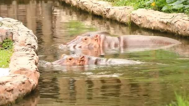 Hippopotamuses Swimming Pool Chiangmai Thailand — стоковое видео