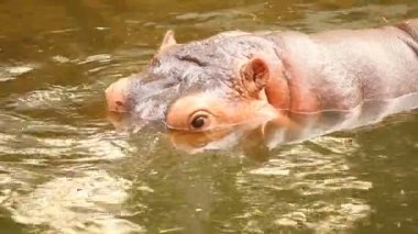 Kapalı suaygırı havuzda yüzüyor, Chiangmai Tayland 'da.