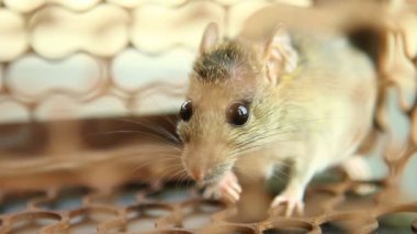 Fare kapanı kafesinde küçük bir fare, Chiangmai Tayland 'ın dışında.