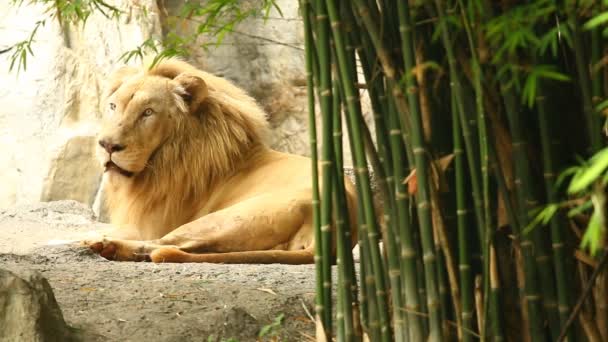 Großer Männlicher Löwe Liegt Chiangmai Thailand — Stockvideo