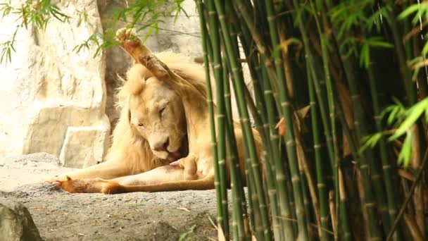 Stora Manliga Lejon Slickar Sig Chiangmai Thailand — Stockvideo