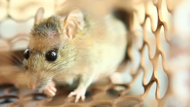 Kleine Maus Mausefallenkäfig Vor Der Tür Chiangmai Thailand — Stockvideo