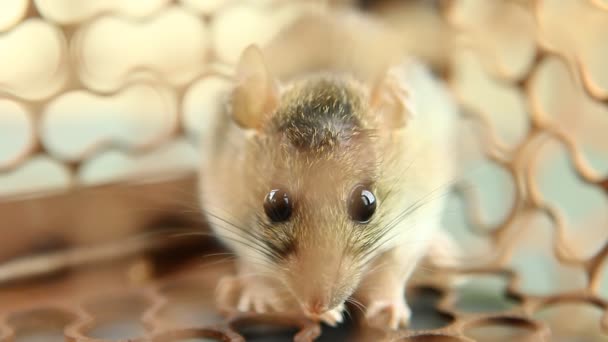 Kleine Maus im Mausefallenkäfig, vor der Tür Chiangmai Thailand