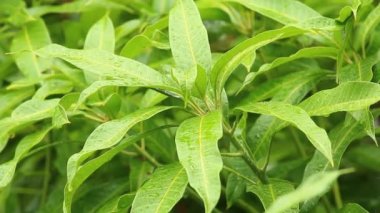 Öğlen Chiangmai Tayland 'da ağaç yapraklarına yağmur yağıyor.