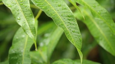 Öğlen Chiangmai Tayland 'da ağaç yapraklarına yağmur yağıyor.