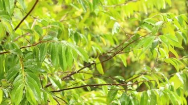 Öğlen Chiangmai Tayland 'da ağaç yapraklarına yağmur yağıyor.