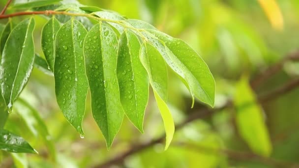 Regnet Faller Trädens Löv Vid Middagstid Chiangmai Thailand — Stockvideo
