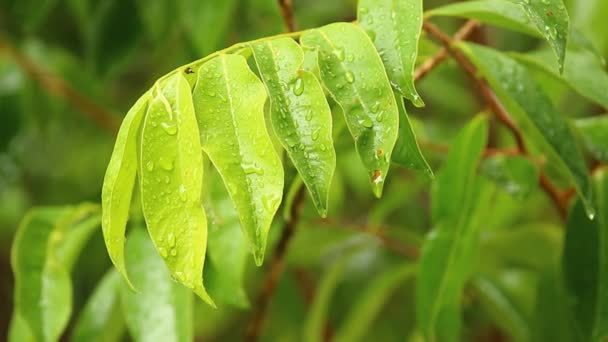 Regen Fällt Auf Baumblätter Mittags Chiangmai Thailand — Stockvideo