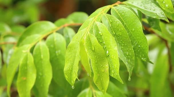 Rain Dropping Tree Leaves Noon Chiangmai Thailand — Stock Video