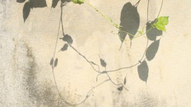 Duvarda gölgeler bırakır, Chiangmai Tayland