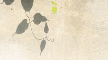 Duvarda gölgeler bırakır, Chiangmai Tayland